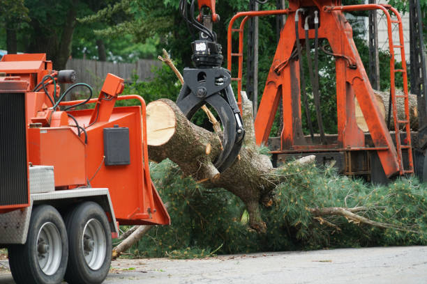 How Our Tree Care Process Works  in  West Glendive, MT